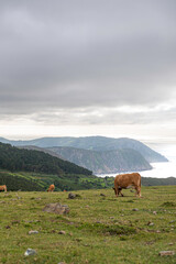 Fototapeta na wymiar Cow eating between the mountain and the sea