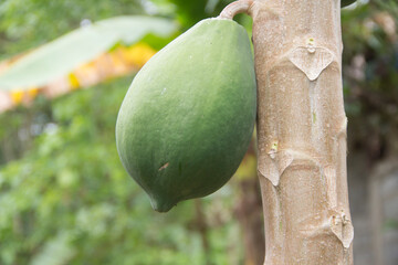 unripe and green papaya