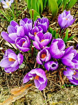 crocuses in the garden