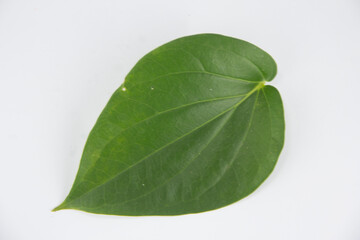 betel leaf green with background white