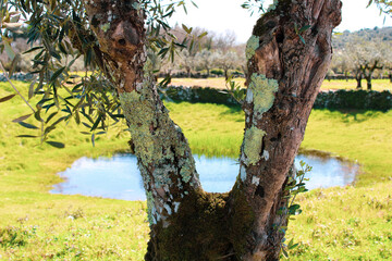 Fototapeta premium Old olive tree with a pond in the background