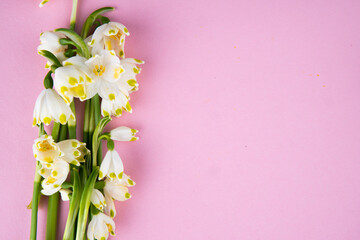 snowdrop flowers on a pink background