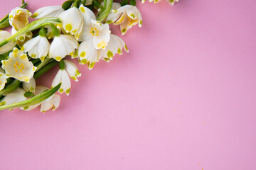 Obraz na płótnie Canvas snowdrop flowers on a pink background