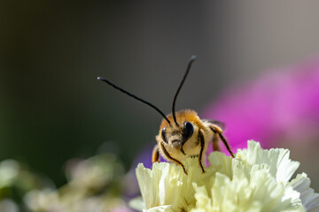 Longhorned bee (Eucera longicornis) between flowers of immortelle flowers (Limonium sinuatum)