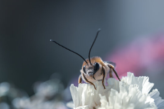 Longhorned bee (Eucera longicornis) between flowers of immortelle flowers (Limonium sinuatum)