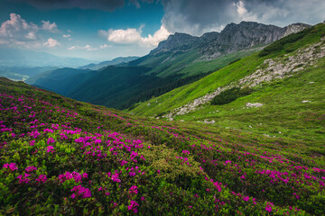 Fototapeta na wymiar Blooming pink rhododendron flowers in the mountains, Bucegi, Carpathians, Romania