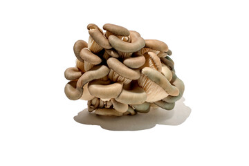 oyster mushroom on white background