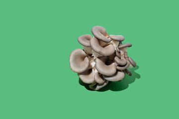 oyster mushroom on green  background