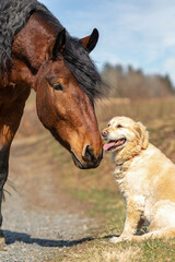 Horses and dogs, animal friends: Portrait of a bay South German draft horse and a golden retriever...