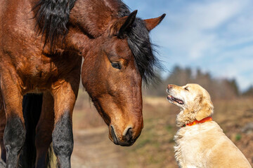 Horses and dogs, animal friends: Portrait of a bay South German draft horse and a golden retriever...