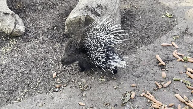 Stachelschwein im Gehege.
