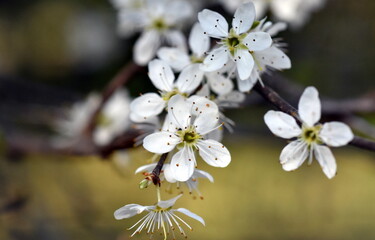 Zweig eines Thunberg Spierstrauchs im Frühling