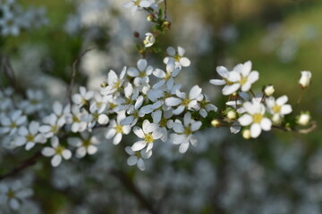 Zweig eines Thunberg Spierstrauchs im Frühling