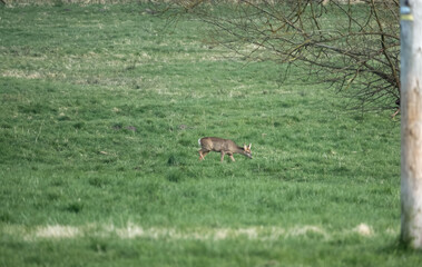 a lone wild Roe Deer (Capreolus capreolus) in a vibrant green grass meadow