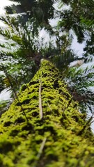 Pupunheira tree. in Portuguese. Bactris gasipaes is a species of palm native to the tropical forests of Central and South America.