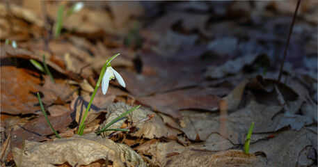 snowdrop, spring flowers, dry leaves, first snowdrop, spring forest, spring-flower, flower in forest, inflorescence, bud, sunlight, closeup, snowdrop in forest, plant, white, spring, flower, nature, f