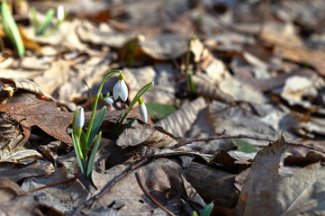 snowdrop, spring flowers, dry leaves, first snowdrop, spring forest, spring-flower, flower in forest, inflorescence, bud, sunlight, closeup, snowdrop in forest, plant, white, spring, flower, nature, f