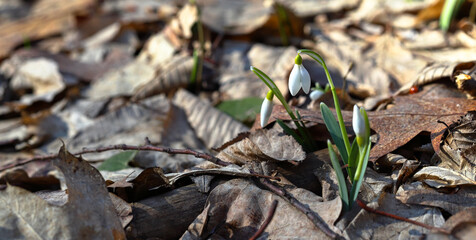 snowdrop, spring flowers, dry leaves, first snowdrop, spring forest, spring-flower, flower in forest, inflorescence, bud, sunlight, closeup, snowdrop in forest, plant, white, spring, flower, nature, f