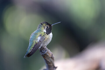 Fototapeta na wymiar Costa's hummingbird resting on a branch