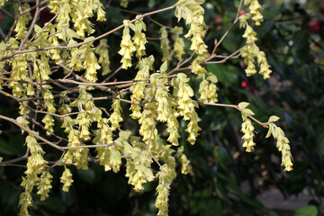 The dainty yellow flowers of Winter Hazel