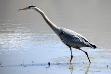a great blue heron at Farmington Bay, Utah