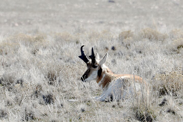 Antelope laying in grass at Antelope Island State Park
