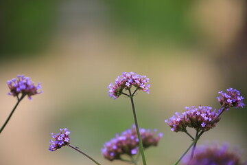 flowers in the garden