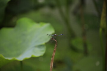 dragonfly on a leaf