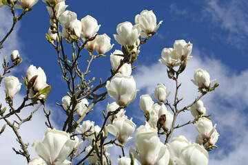 Magnolia x soulangeana 'White Giant' in flower.