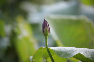 lily of the valley