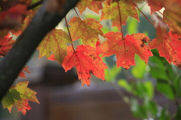red maple leaves in autumn