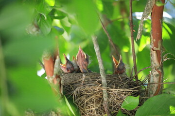 birds in nest with mouth open