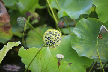 lotus flower seeds
