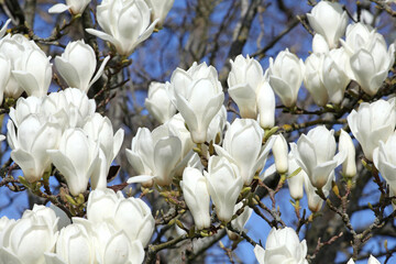 Magnolia denudata 'Giubiasco' in flower