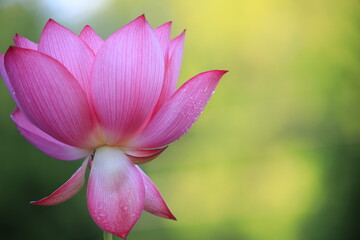 close up of red/pink lotus flower
