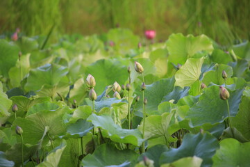 lotus flower in a pond