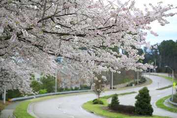 cherry blossom tree