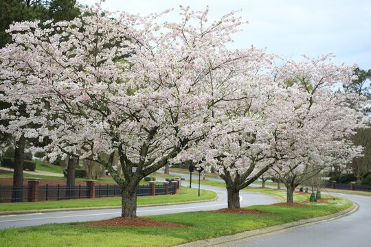 white cherry blooming tree
