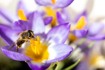 Honey Bee standing on Crocus stigma