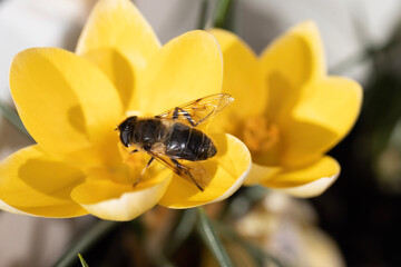 Honey Bee on yellow Crocus
