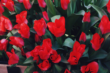 Red tulips in blossom on sunny day in a garden