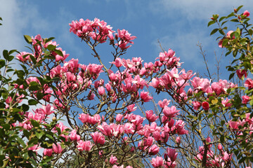 Magnolia ÔPeter DummerÕ in flower