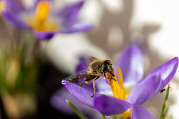 Honey Bee on purple Crocus flower