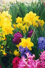 Colorful blooming spring flowers on sunny day in a garden