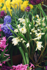 Colorful blooming spring flowers on sunny day in a garden