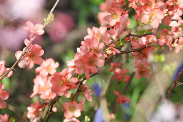 Chaenomeles Ôcoral seaÕ in flower