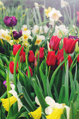 Fototapeta premium Various colorful tulips in blossom on sunny day in a garden