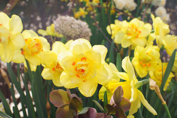 Daffodils flowers in blossom on sunny day in a garden