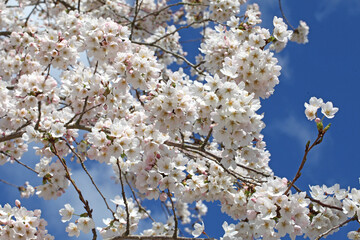 White cherry blossom in flower during the spring