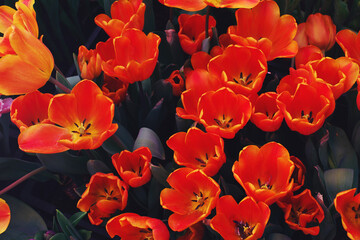 Red tulips in blossom on sunny day in a garden